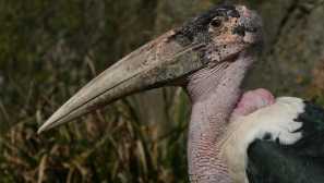 Sanitars z volně žijících živočichů