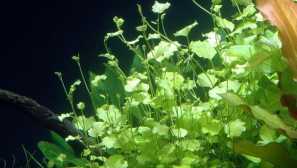 Seznam ve tvaru jádra nebo jádrové japonské obsah fotografie popis.