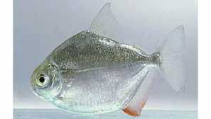 Stříbrný metinnis popis foto chovné péče