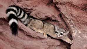 Severní americký kakomitzley