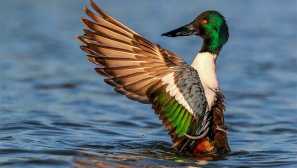 Europerskays windows