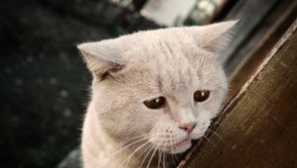 Symptomy, fotky a léčba různých forem subkutánních klíšťat v kočkách