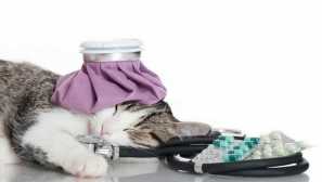 Symptomy nachlazení u koček, metody léčby a prevence