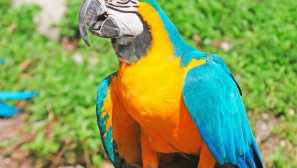 Modro žlutá ara, nebo papoušek ararahun