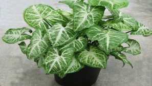 Singonium: popis, názory, reprodukce, pěstování, fotky, video