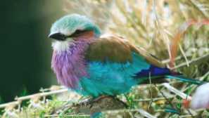 Sirenogruda sizonovonka