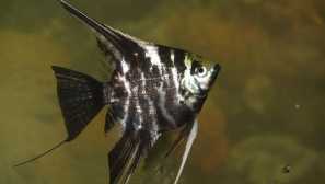 Scalární mramor popis foto péče