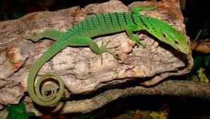 Smaragd nebo zelený varan