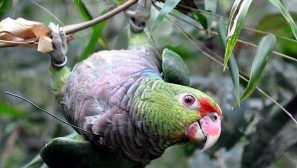 Obsah amazonských papoušků na příkladu venezuelské amazon