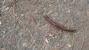 Venkov v domě: je to nebezpečné