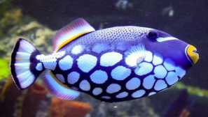 Spinorog klaun: popis, obsah, krmení, kompatibilita, fotografie, video