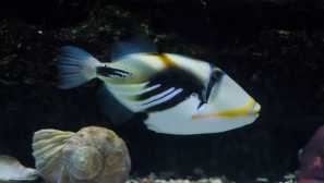 Spinorog picasso ostnatý v akváriu