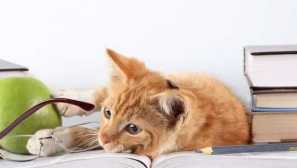 Srovnání psychiky zvířat a člověka