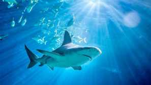 Středomořský šedý žralok nebo písek žralok