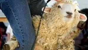 Podmínky a technika ovčích účesů, doporučení