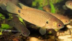 Stimulace tření akvarijních ryb - hlavních receptů