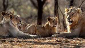 Sultans of živočišného světa: 6 zvířat, která zajišťují jejich harém