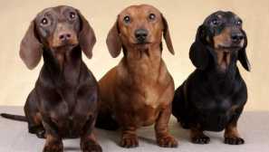 Jezevčík: historie plemene, charakter a onemocnění tohoto plemene psů