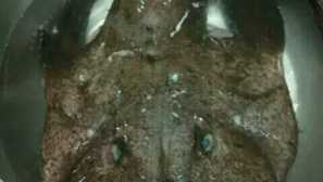 Taochet axel - podivná námořní bytost