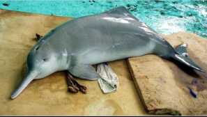 Top 10 nejproprannější zvířata na světě