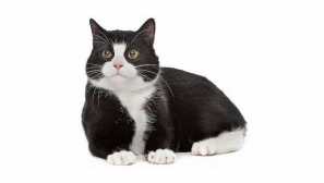 Top 12 plemena koček s černou a bílou barvou