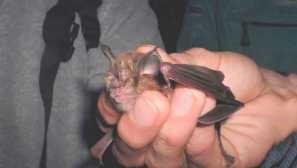 Tři listové podkovy