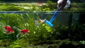 Péče o akvárium