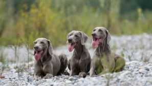 Weimaran: popis plemene, charakter, školení, obsah a péče