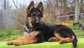 Typy shepherd: funkce druhové funkce