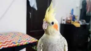 Místo toho chlapa mě udělal návrh papouška jeho tety