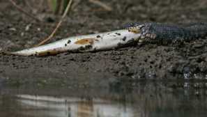 Voda: životní styl, chování, jídlo, fotka, popis