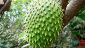 Pěstování guanabanů doma