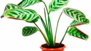 Pěstování marantans doma