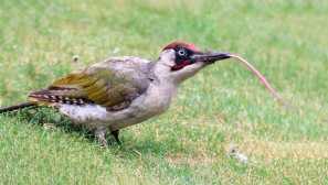 Green woodpecker