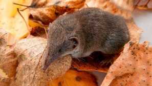 Země nátěr burozubka obyčejný