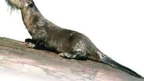 Exterminating prodloužené