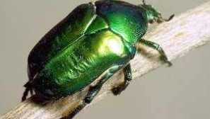 Beetle bronz: funkce, larvy a zelená beetle harm