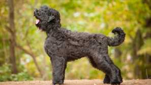 Poznejte naše: 9 plemen psů, které byly přivedeny do ruska