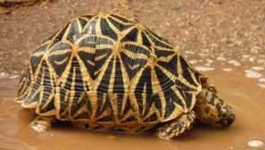 Hvězda želva: domácí péče, fotografie